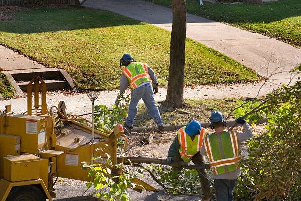 Best Tree Removal  in Conrad, IA